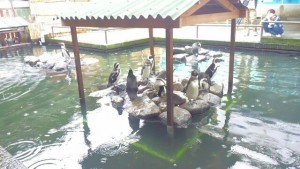 社員旅行　ペンギンもたくさん